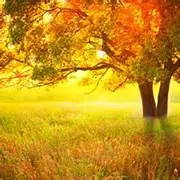 Rose gold flower blooming micro inlaid zircon women's bracelet photo review